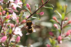 Xylocopa aerata