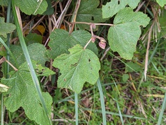 Rubus formosensis