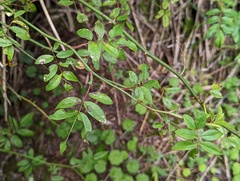 Rosa transmorrisonensis