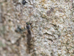 Empidoidea