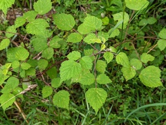 Rubus incanus