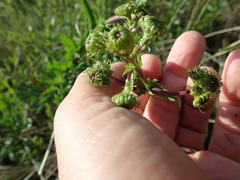 Senecio glastifolius