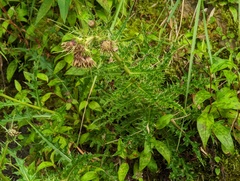 Cirsium arisanense