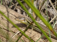 Psammodromus algirus