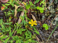 Hypericum nagasawae