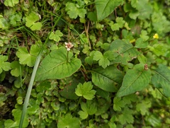 Persicaria pilushanensis