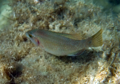 Symphodus tinca