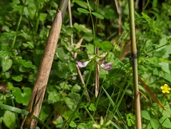 Astragalus nokoensis