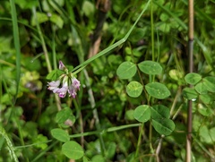 Astragalus nokoensis