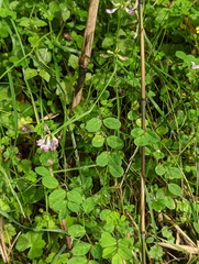 Astragalus nokoensis
