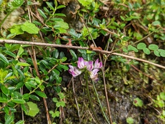 Astragalus nokoensis