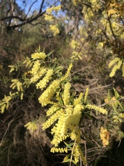 Acacia oxycedrus