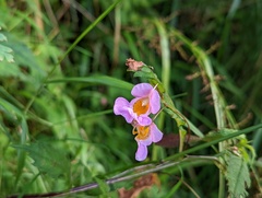 Impatiens uniflora