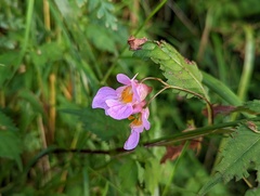 Impatiens uniflora