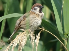 Passer montanus