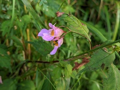 Impatiens uniflora