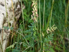 Corydalis ophiocarpa
