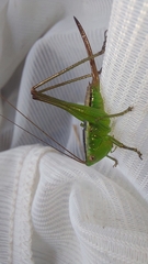 Conocephalus maculatus