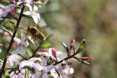 Xylocopa aerata