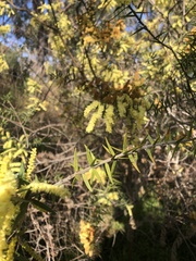 Acacia oxycedrus