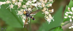 Siniconops