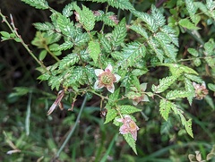 Rubus croceacanthus