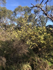 Acacia oxycedrus