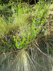 Senecio glastifolius