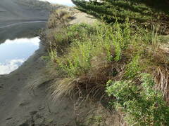 Senecio glastifolius
