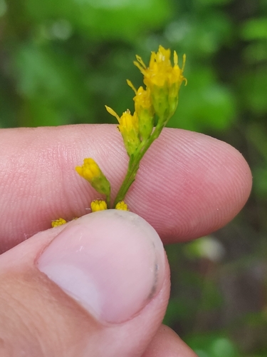 Image of Solidago brachyphylla by (c) Scott Allen Davis, some rights reserved (CC BY)