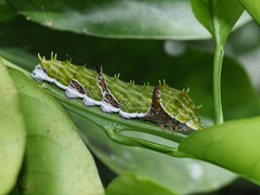 Papilio aegeus