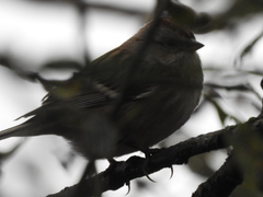 Spizelloides arborea