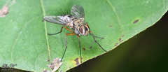 Tachininae