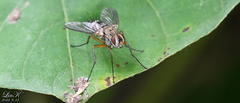 Tachininae