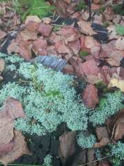 Cladonia arbuscula