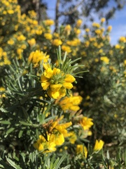 Genista linifolia