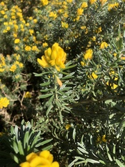 Genista linifolia