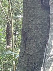 Gonocephalus bornensis