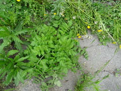 Pastinaca sativa sylvestris