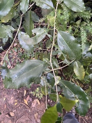 Olea capensis macrocarpa