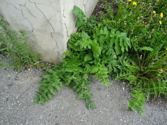 Pastinaca sativa sylvestris