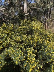 Genista linifolia