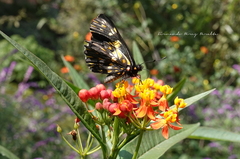 Catasticta teutila
