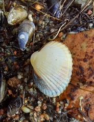 Cerastoderma glaucum