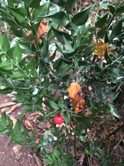 Ruscus aculeatus