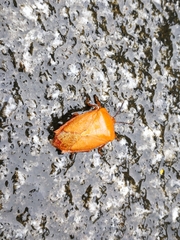Tessaratoma papillosa