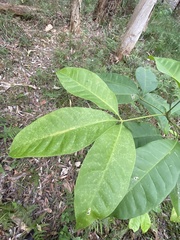 Melicope elleryana