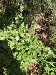 Salpichroa origanifolia