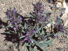 Penstemon barnebyi