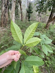 Melicope elleryana